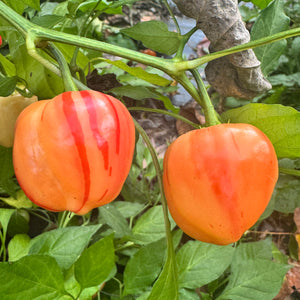 Peppapeach Stripey - Seeds