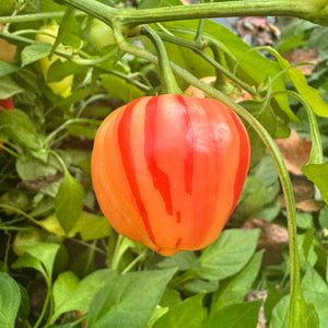 Peppapeach Stripey - Seeds