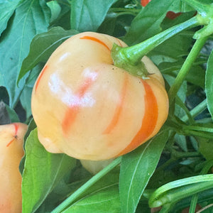 Peppapeach Stripey - Seeds