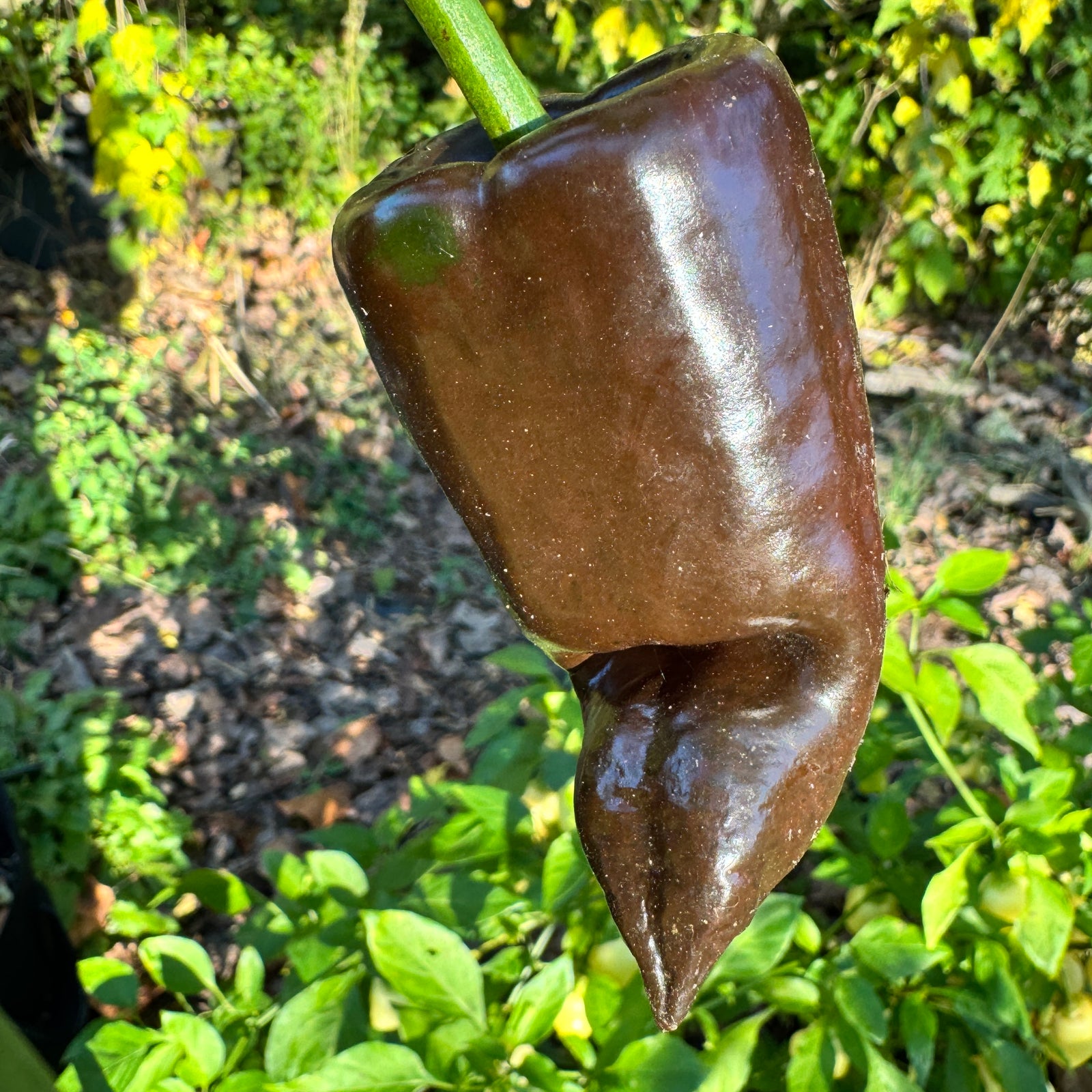 Mulato Isleño – Chocolate Poblano - Seeds