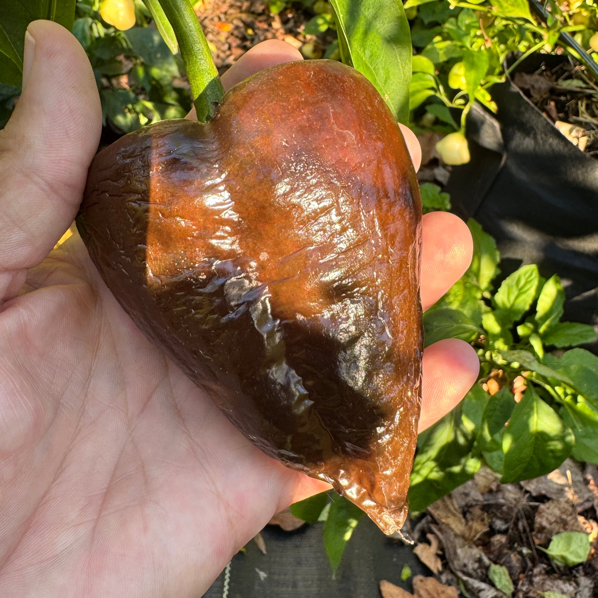 Mulato Isleño – Chocolate Poblano - Seeds
