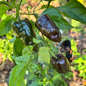 Mulato Isleño – Chocolate Poblano - Seeds