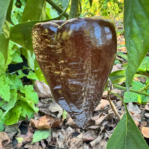 Mulato Isleño – Chocolate Poblano - Seeds