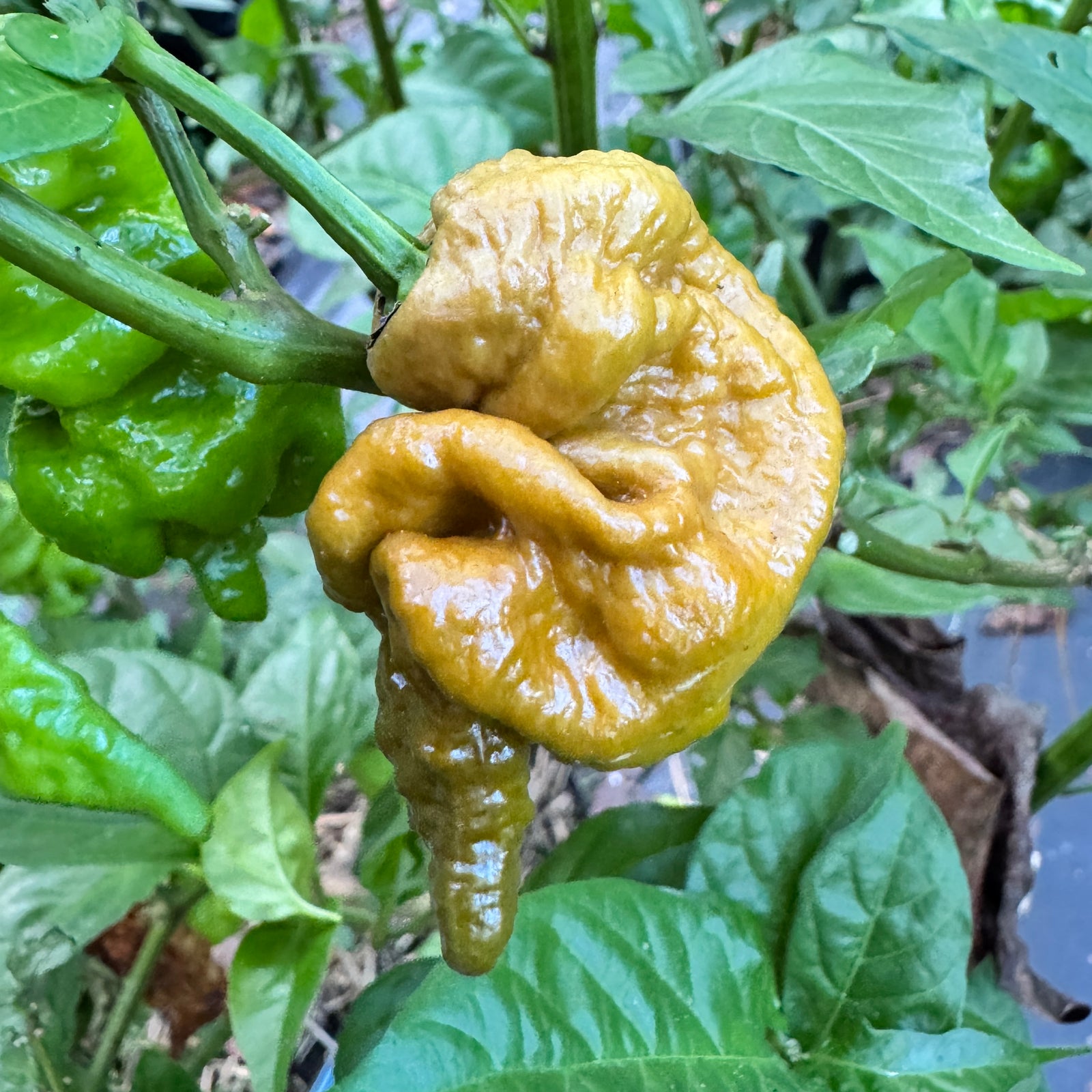 Mustard Primotalii - Seeds