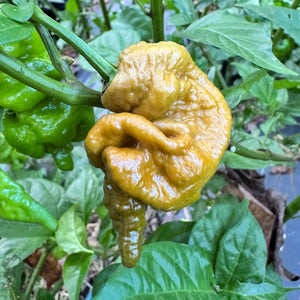 Mustard Primotalii - Seeds