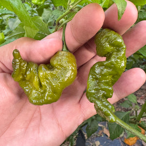 Mustard Primotalii - Seeds