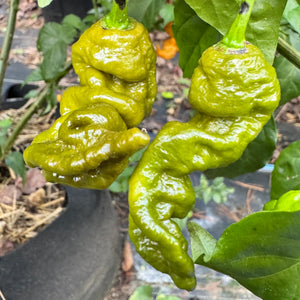 Mustard Primotalii - Seeds