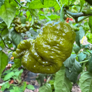 Mustard Primotalii - Seeds