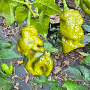 Mustard Primotalii - Seeds