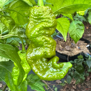 Mustard Primotalii - Seeds