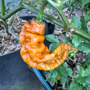 Mustard Primotalii - Seeds