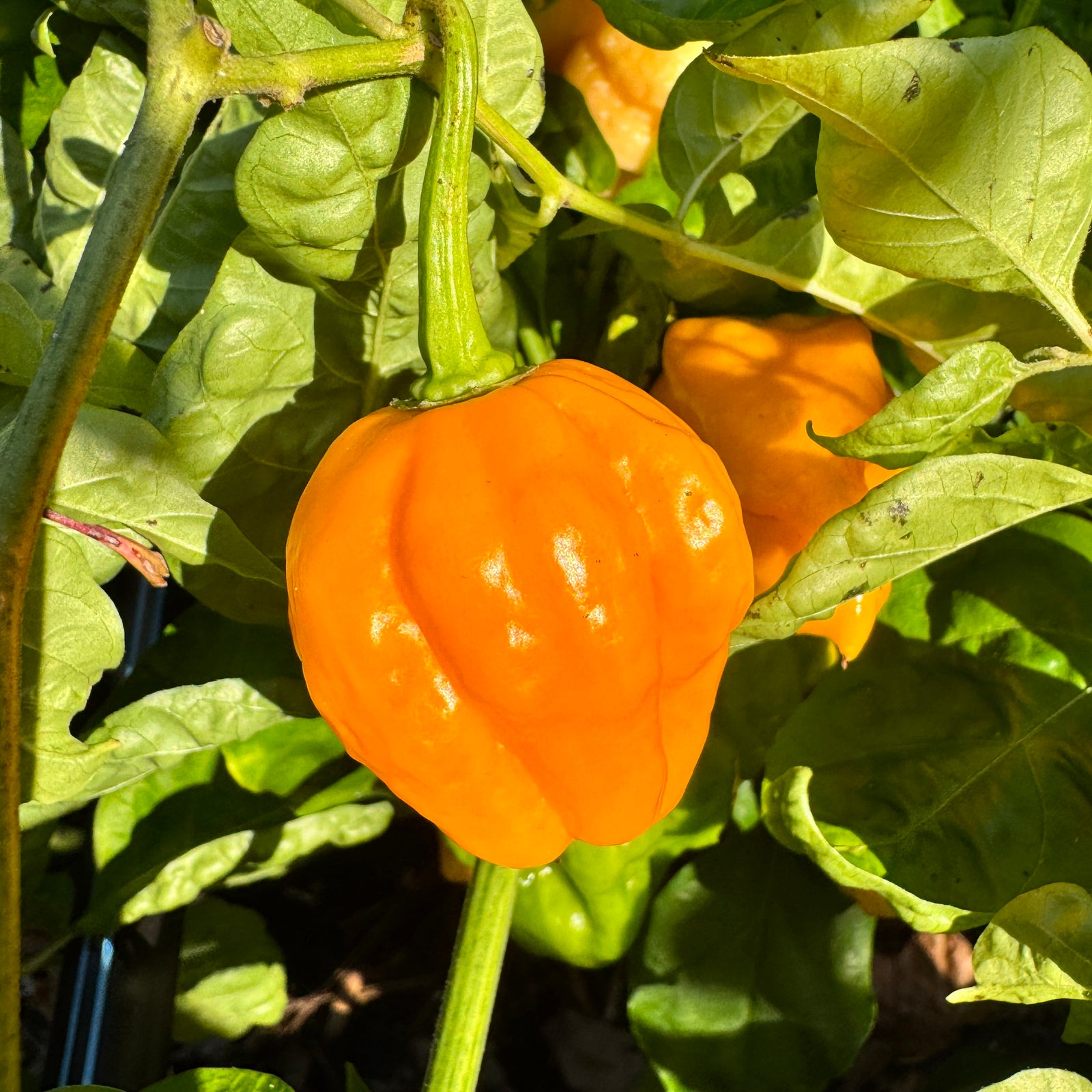 Reaper Bonnet - Seeds