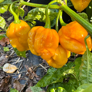 Reaper Bonnet - Seeds