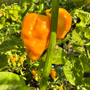 Reaper Bonnet - Seeds