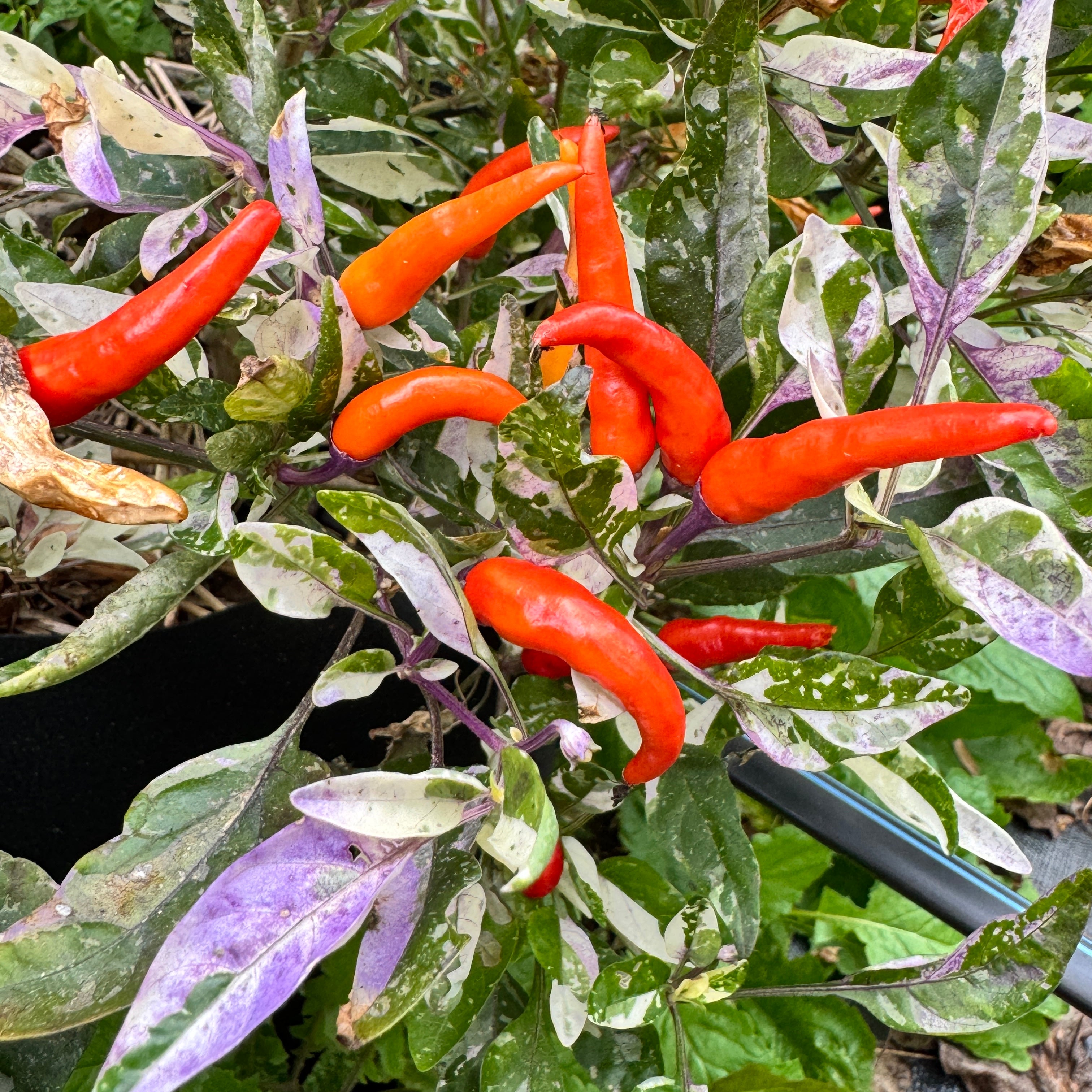 Red Jalapeño p.f. var. Purple Red