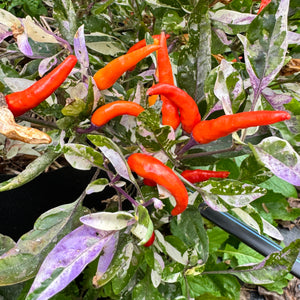 Red Jalapeño p.f. var. Purple Red - Seeds