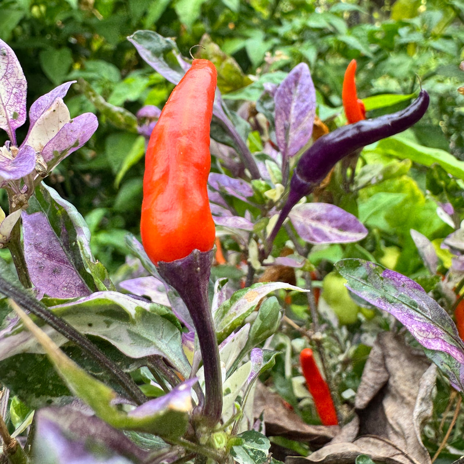 Red Jalapeño p.f. var. Purple Red - Seeds