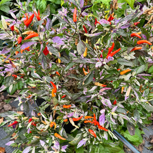 Red Jalapeño p.f. var. Purple Red - Seeds