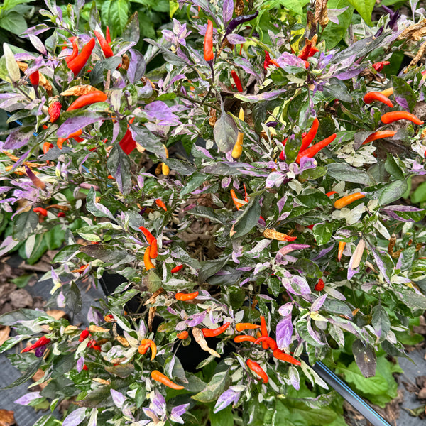 Red Jalapeño p.f. var. Purple Red