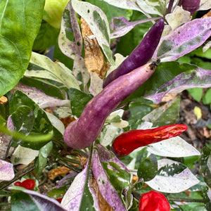 Red Jalapeño p.f. var. Purple Red - Seeds