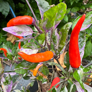 Red Jalapeño p.f. var. Purple Red - Seeds