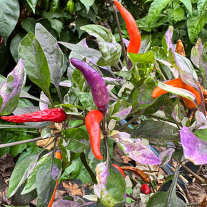 Red Jalapeño p.f. var. Purple Red - Seeds