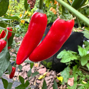 Sriracha - Spicy Red  - Seeds