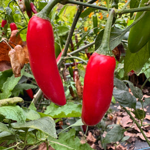 Sriracha - Spicy Red  - Seeds