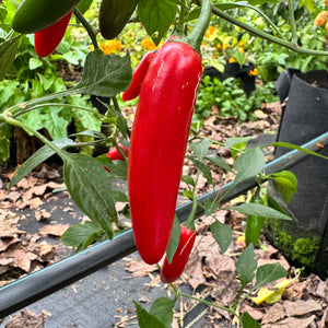 Sriracha - Spicy Red  - Seeds