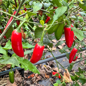 Sriracha - Spicy Red  - Seeds