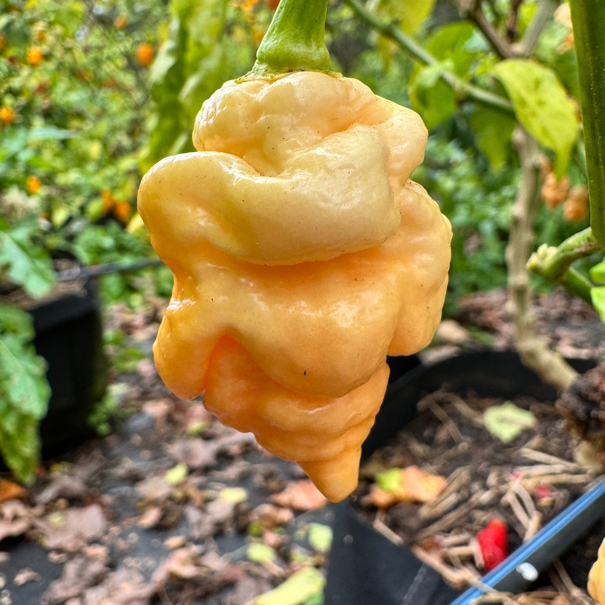 orange star plant seeds Star Scream
