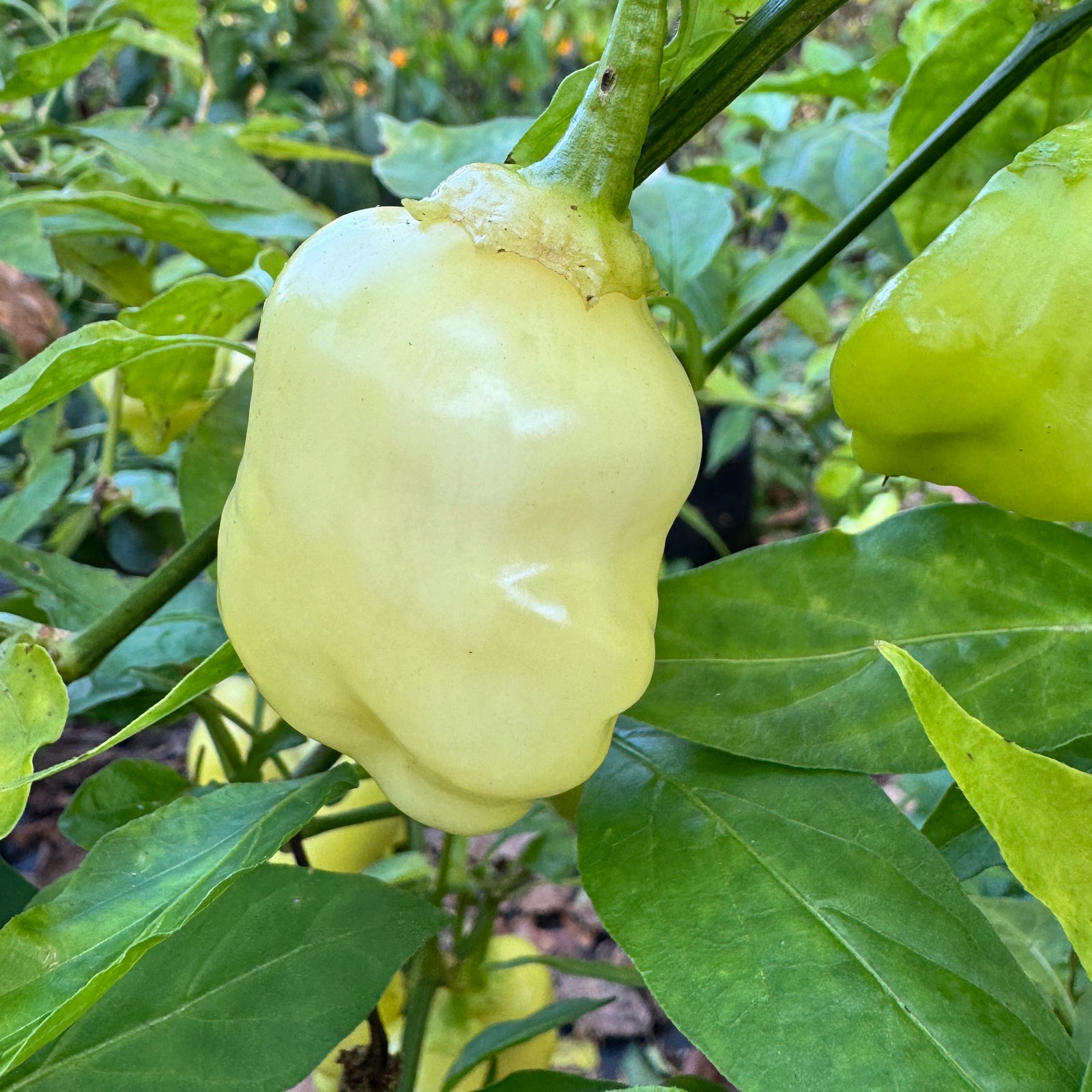 Sugar Rush Peach Bell  - Seeds