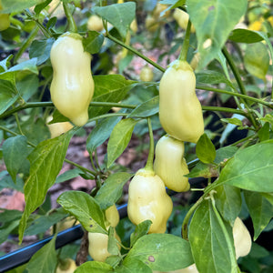 Sugar Rush Peach Bell  - Seeds