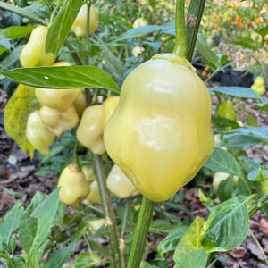 Sugar Rush Peach Bell  - Seeds