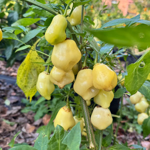 Sugar Rush Peach Bell  - Seeds