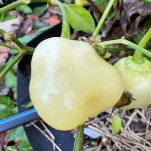 Sugar Rush Peach Bell  - Seeds