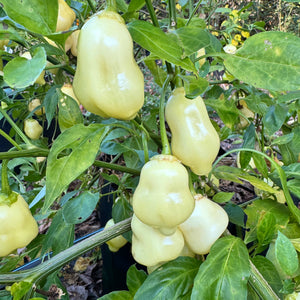 Sugar Rush Peach Bell  - Seeds