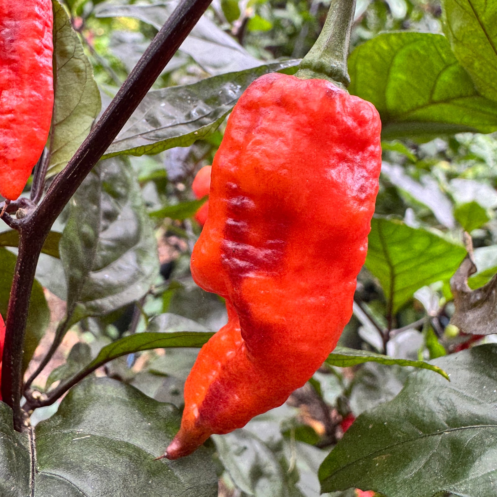 Thanos - Red - Seeds