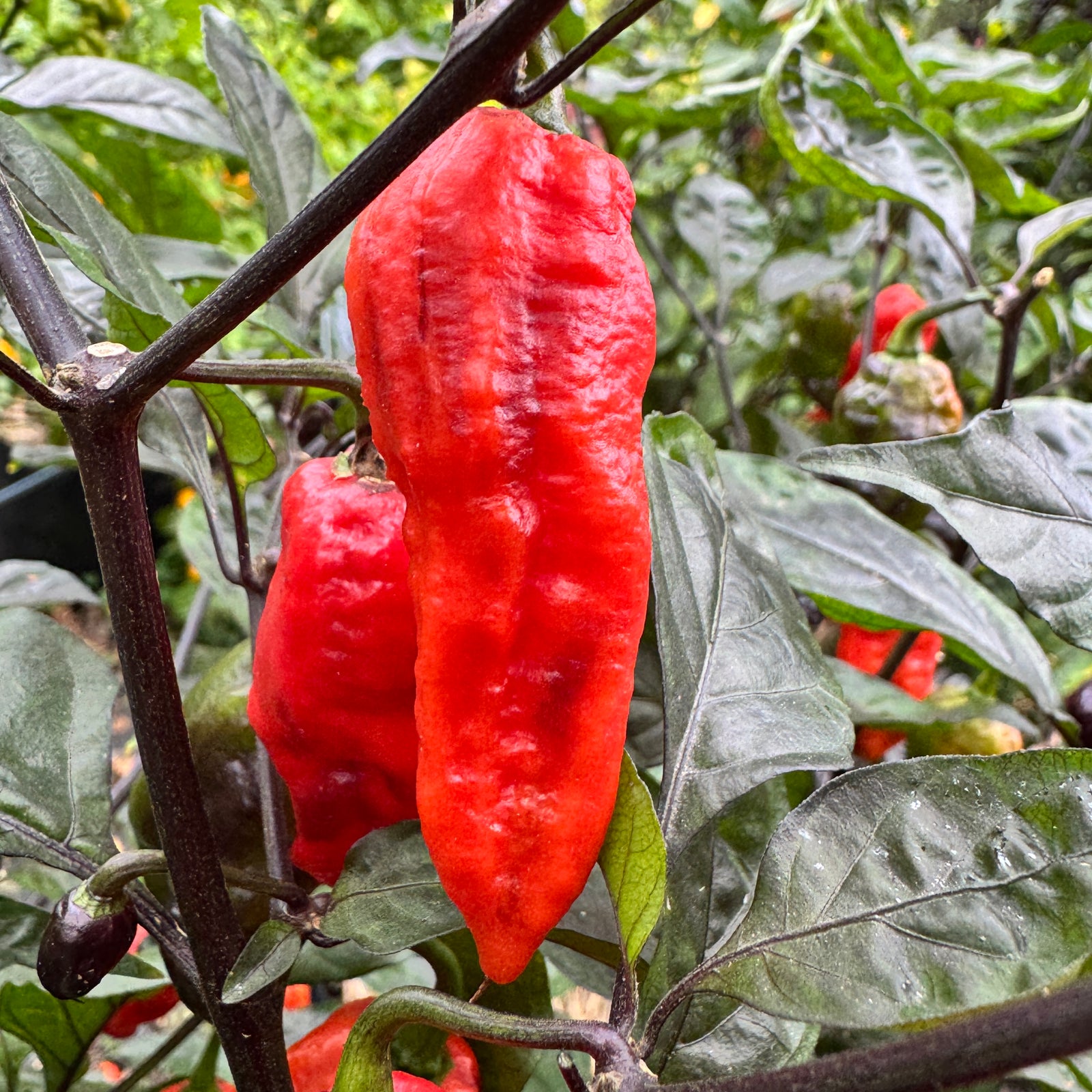 Thanos - Red - Seeds