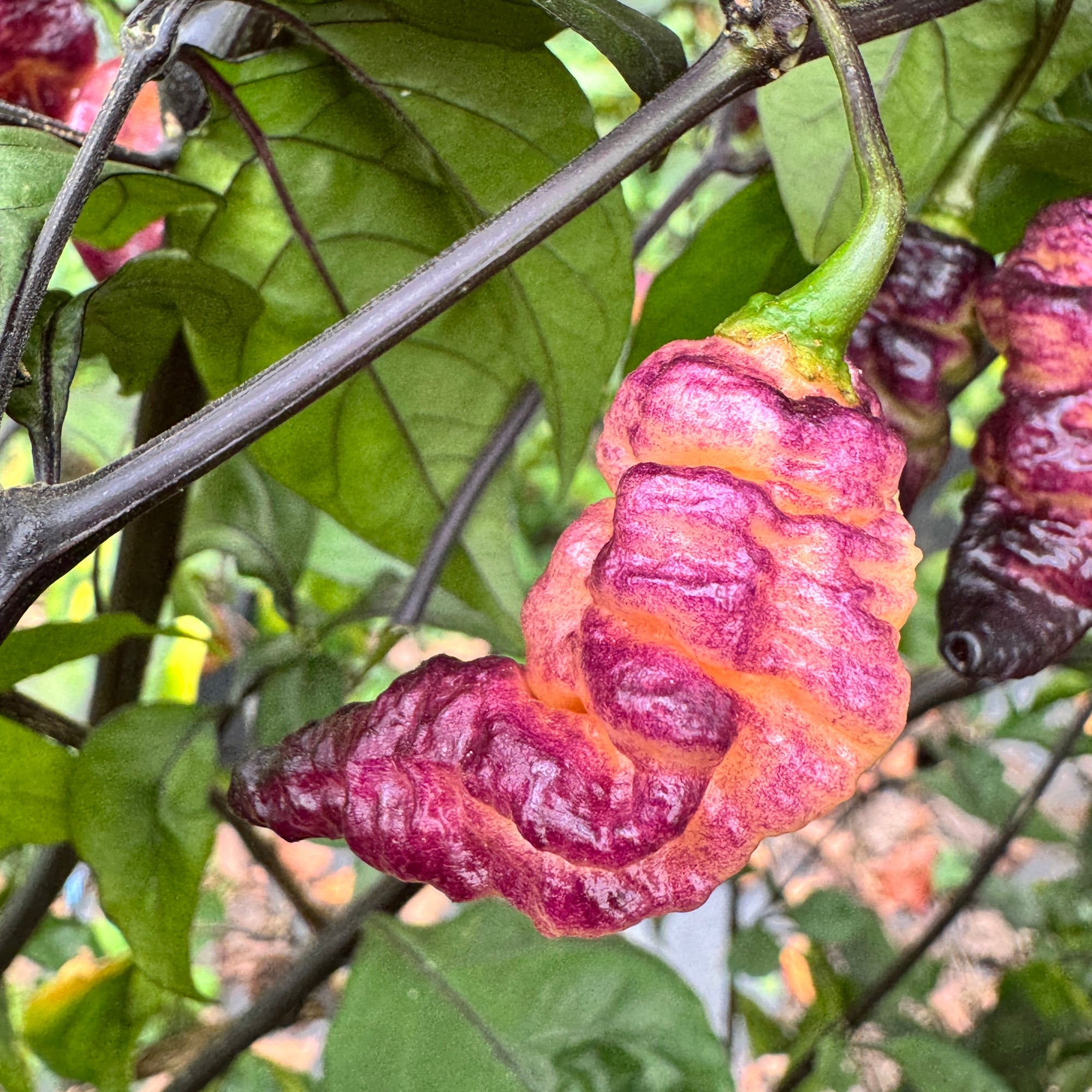 Thor’s Thunderbolt - Seeds