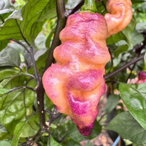 Thor’s Thunderbolt - Seeds