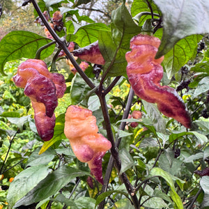 Thor’s Thunderbolt - Seeds