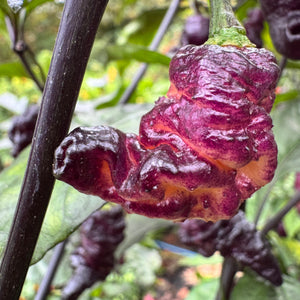 Thor’s Thunderbolt - Seeds