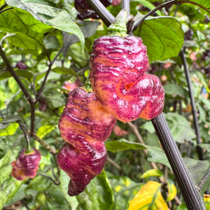 Thor’s Thunderbolt - Seeds