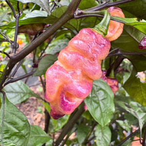 Thor’s Thunderbolt - Seeds