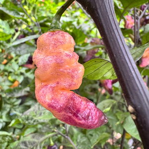 Thor’s Thunderbolt - Seeds