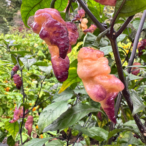 Thor’s Thunderbolt - Seeds