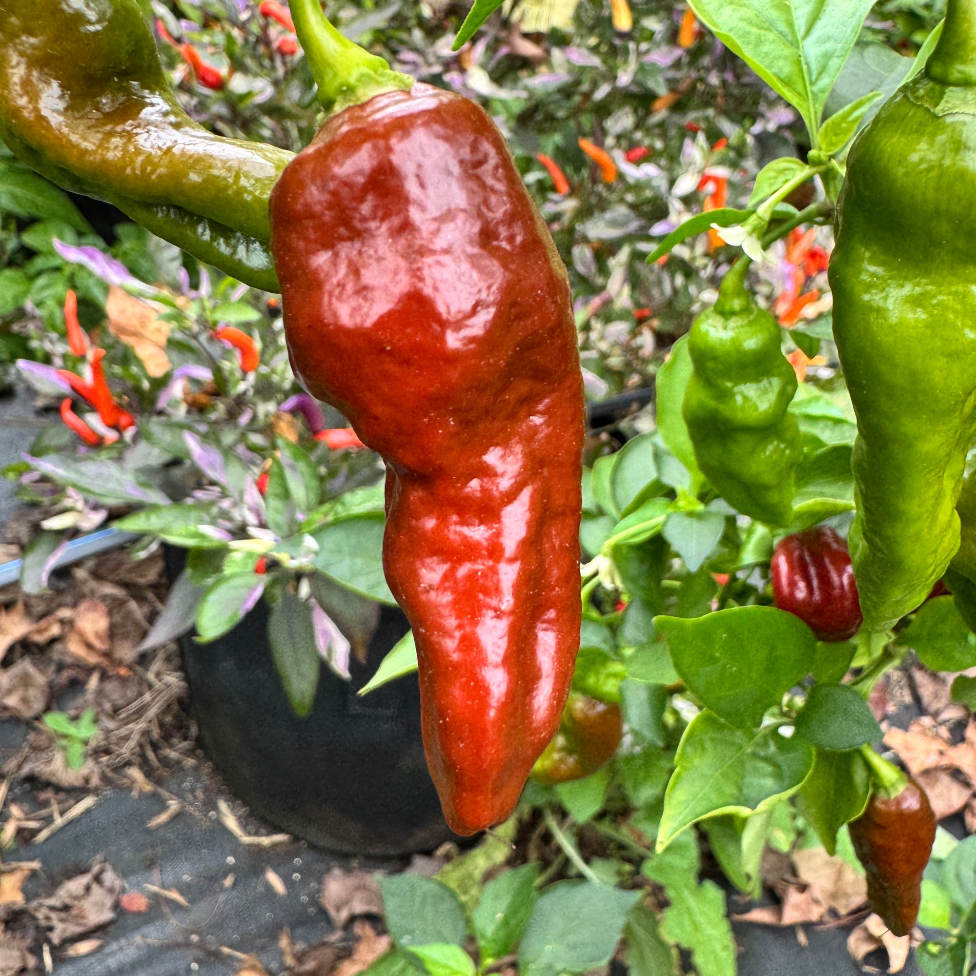 Trinidad Coffee - Seeds