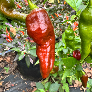 Trinidad Coffee - Seeds