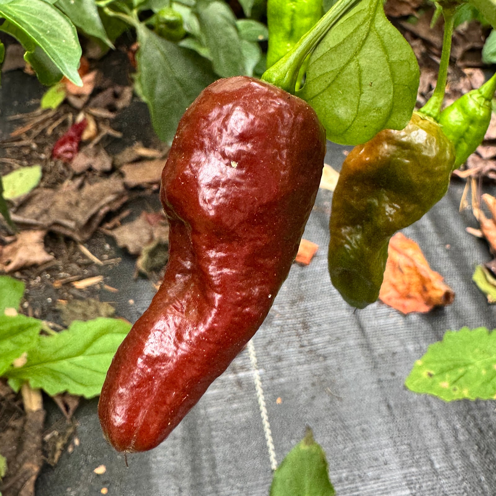 Trinidad Coffee - Seeds